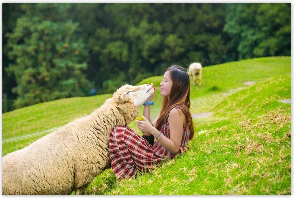 Poszterek 120x80 Az én bárányom Hegyek csarnoka