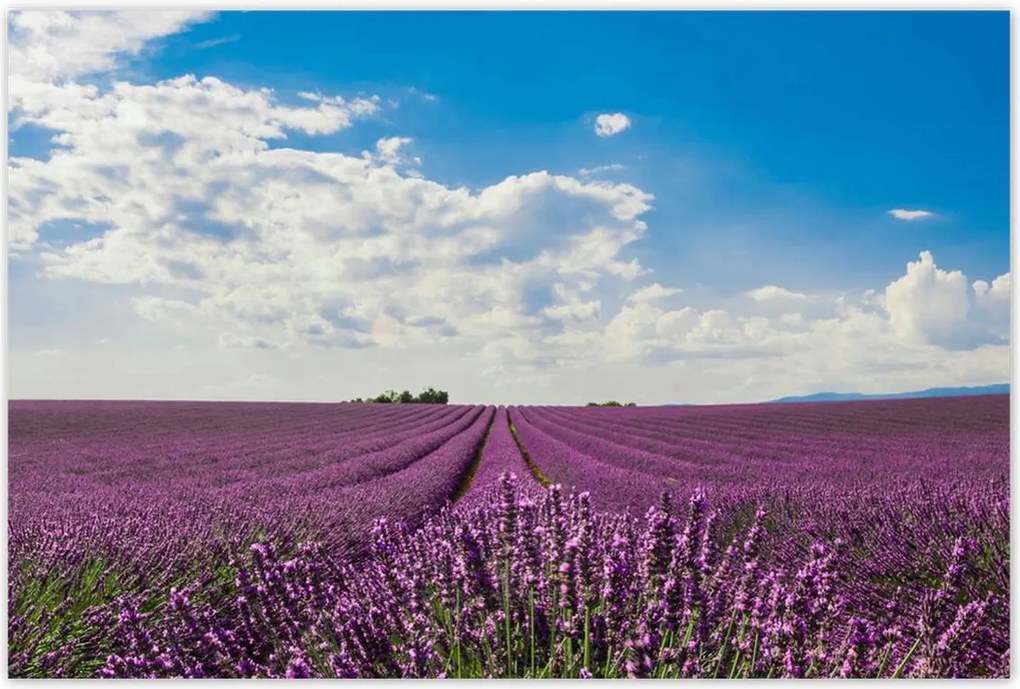 Poszterek 120x80 Levendulamező Levendula