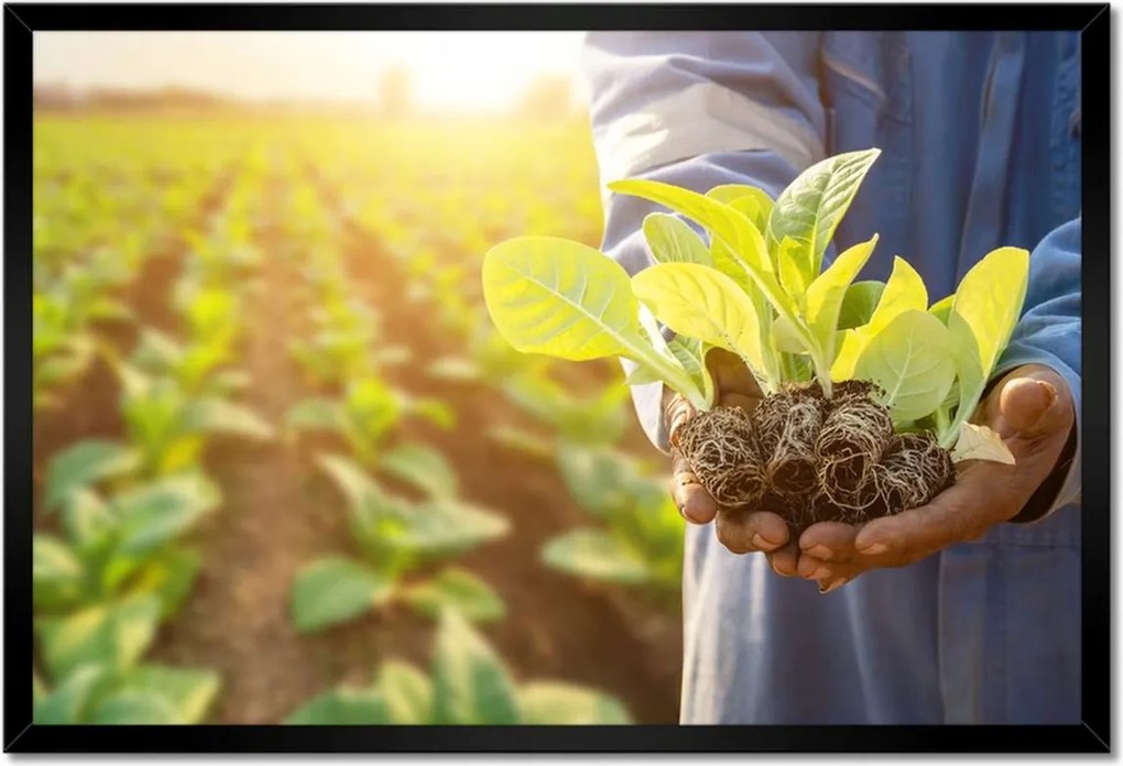 Poszterek keretben 60x40 Növénypalánták a mezőn