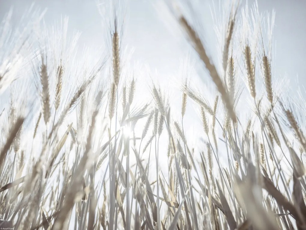 Poszter 40x30cm Napsugarak az árpán keresztül, Assaf Frank