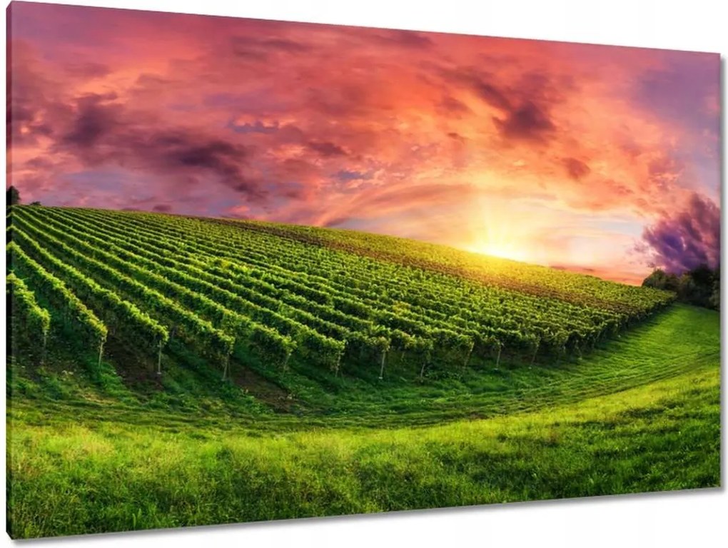 Festmények 120x80 Borászat Tájkép