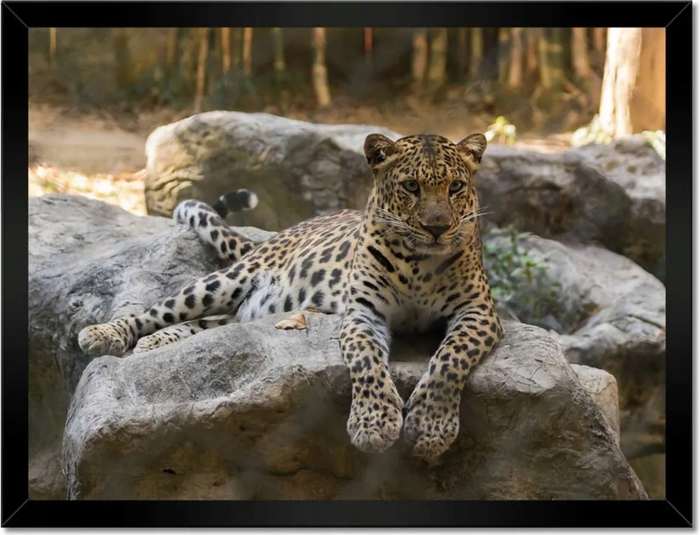 Poszterek keretben 40x30 Leopárd