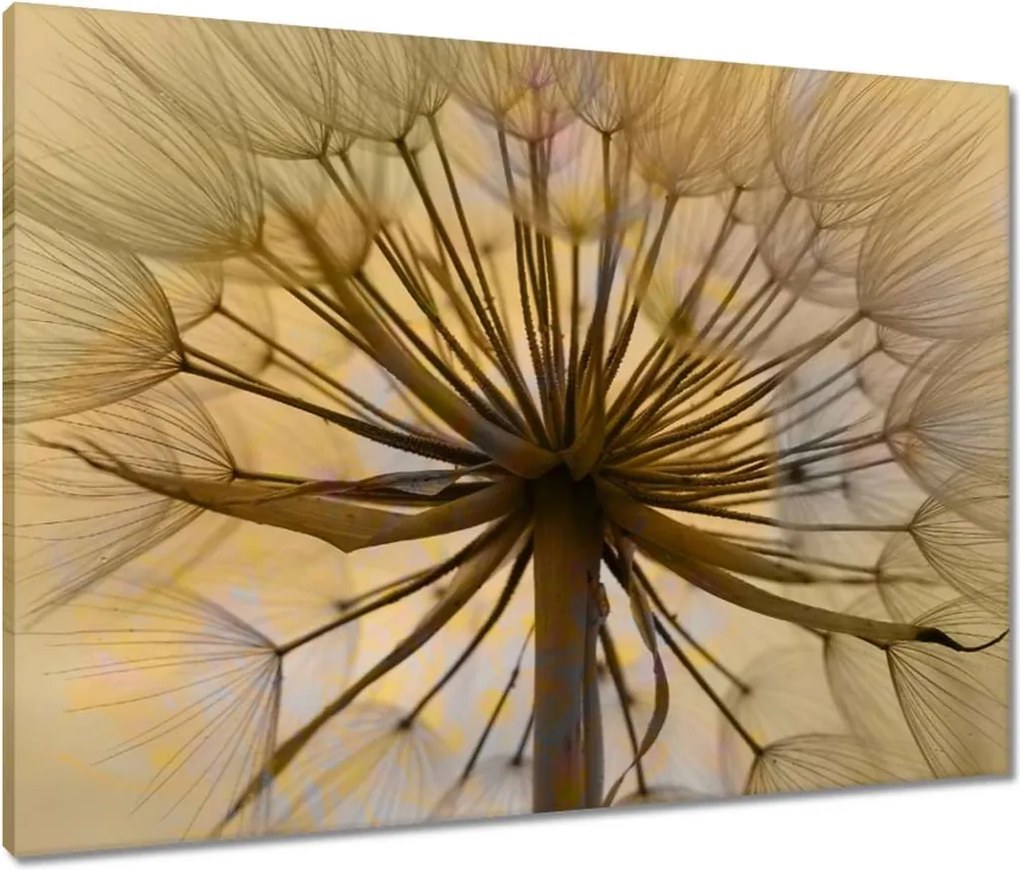 Vászonkép 80x60 Pitypang Virág Virágok