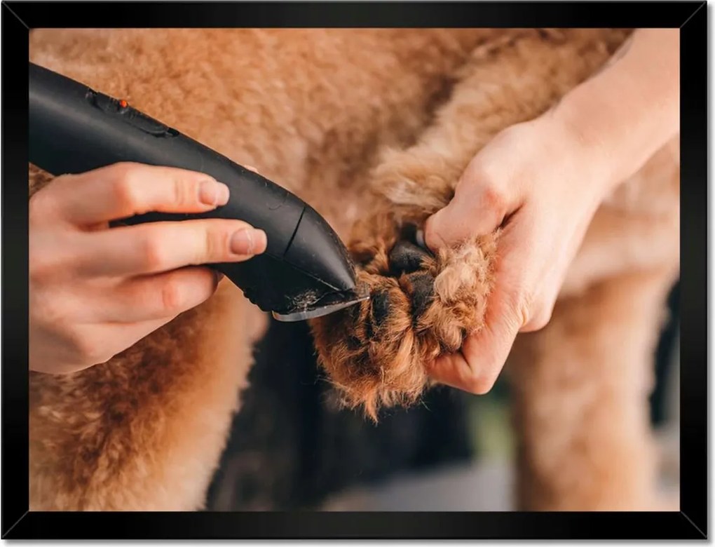 Poszterek keretben 40x30 Kutya mancs hajvágás