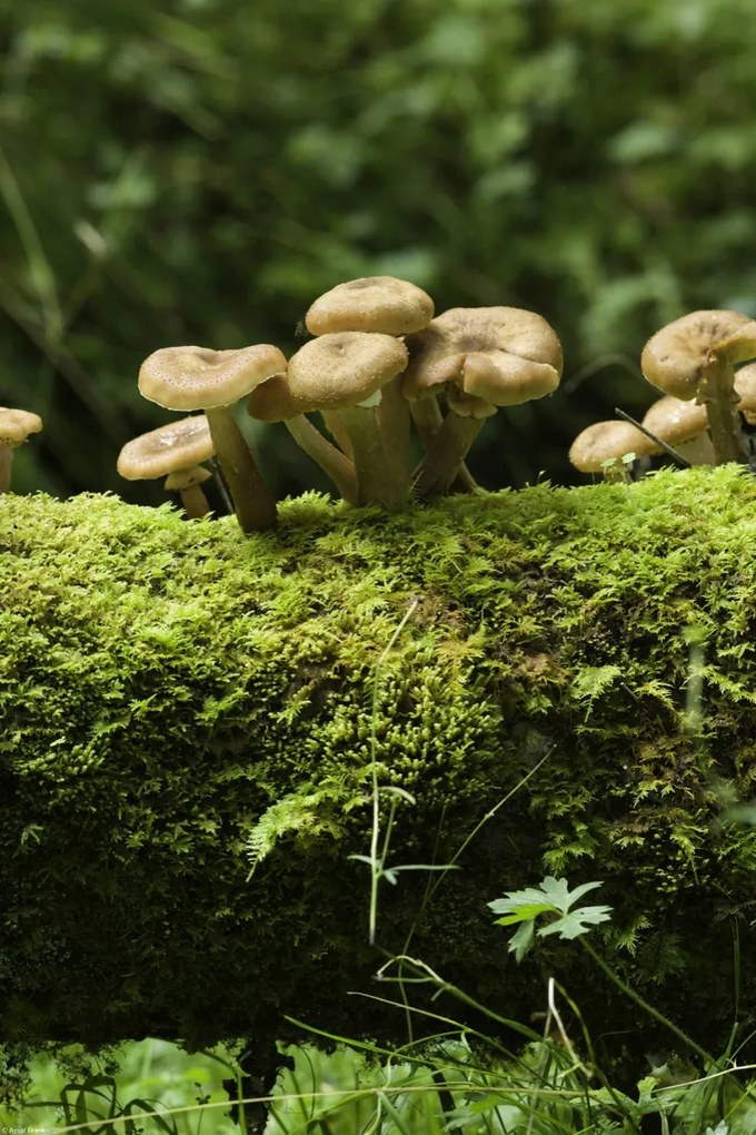 Poszter 30x45cm Gomba, Assaf Frank