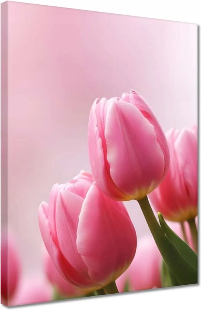 Vászonkép 30x40 Rózsaszín tulipánok