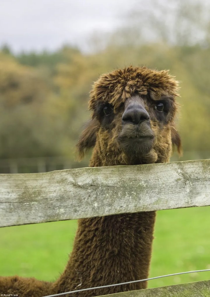 Poszter 21x29,7cm Közelkép az Alpokról, Assaf Frank