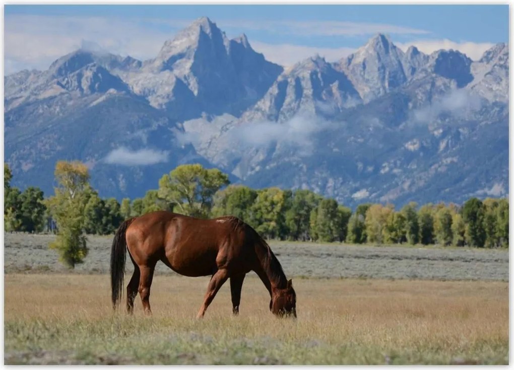 Poszterek 70x50 Ló a prérin