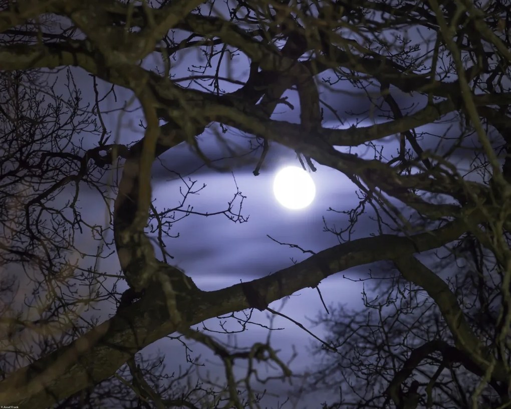 Poszter 50x40cm Hold az ágakon át, Assaf Frank