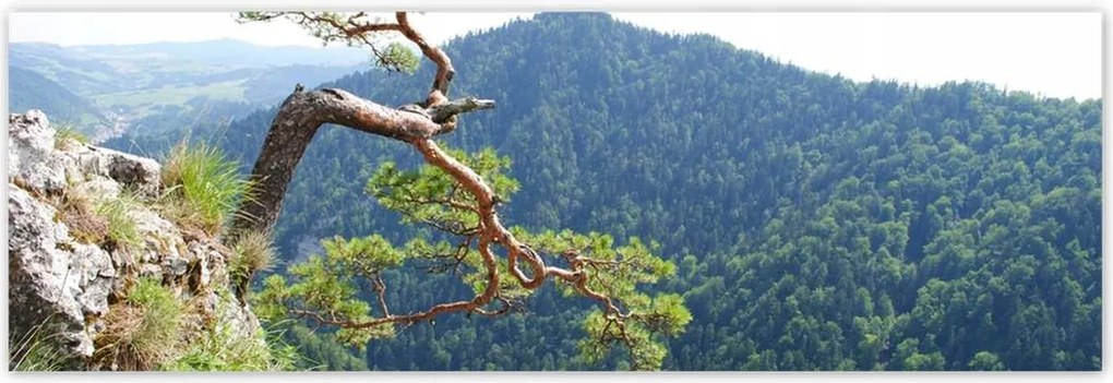 Poszterek 200x66 Magányos fa