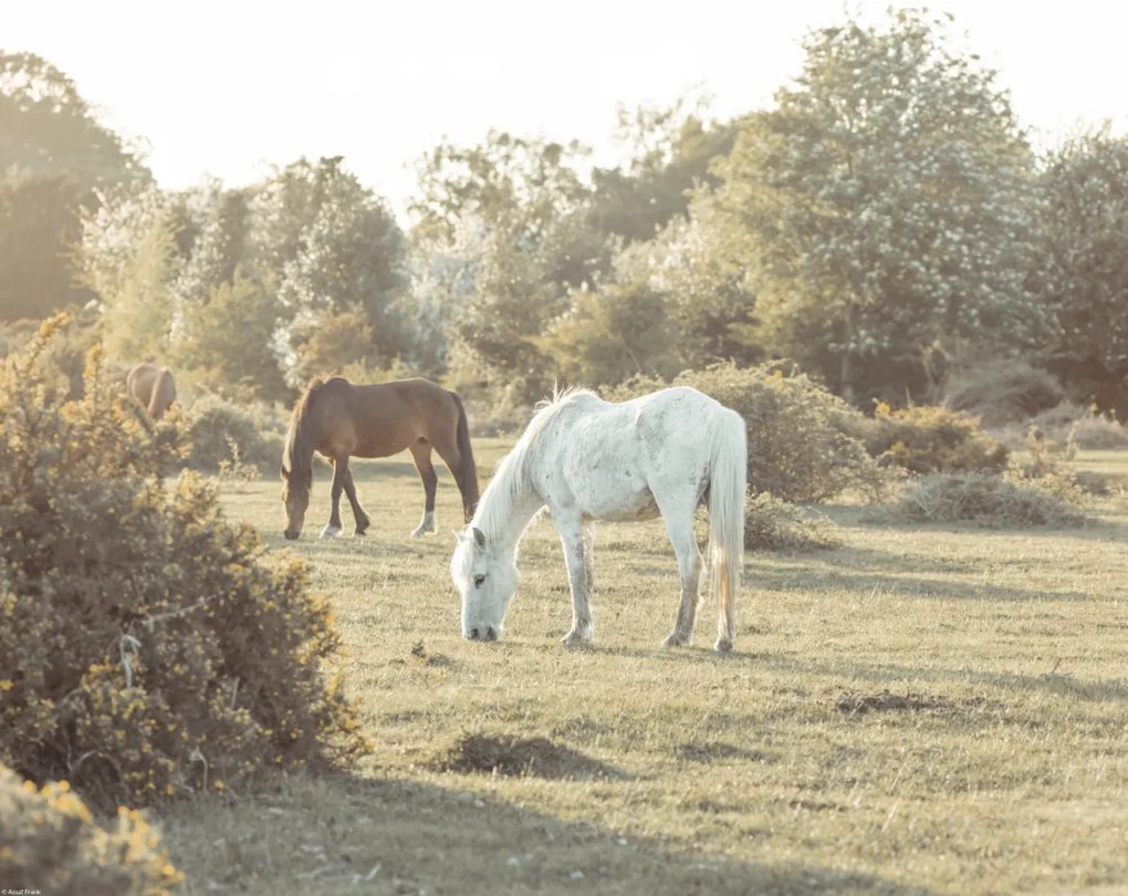 Poszter 50x40cm Lovak New Forestben, Assaf Frank