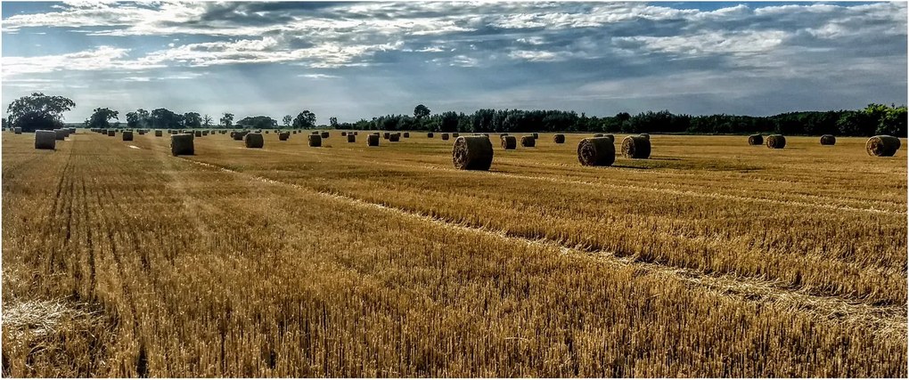 Betakarított gabona mező képe (120x50 cm)