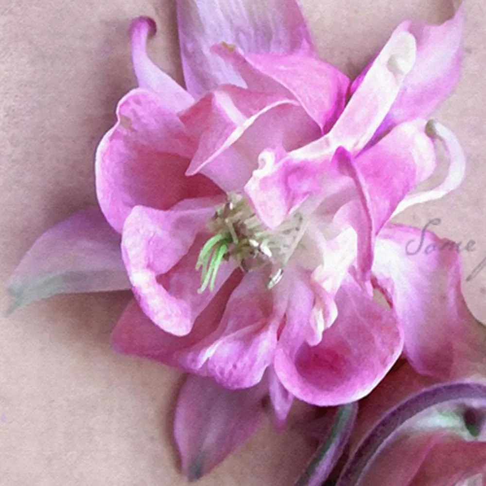 Gario Paraván Orchidea dekoráció Méret: 180 x 170 cm, Kivitelezés: Klasszikus paraván