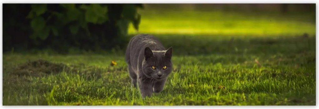 Poszterek 200x66 Cica Cicák