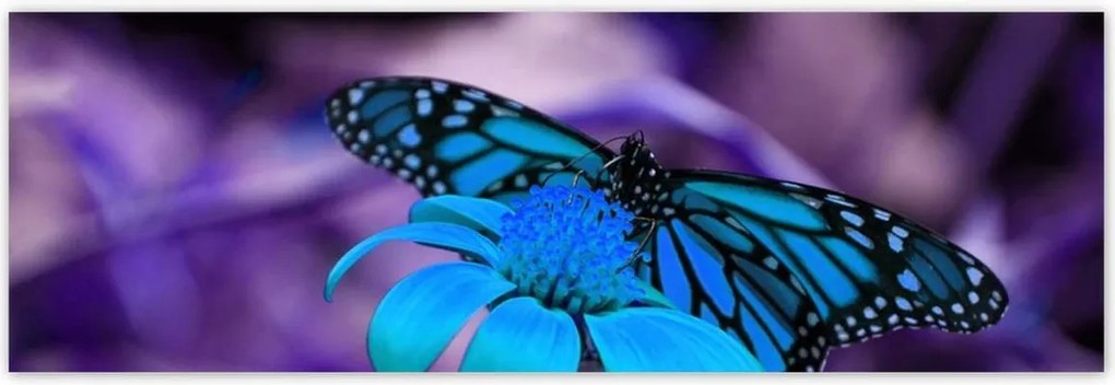 Poszterek 200x66 Kék pillangó
