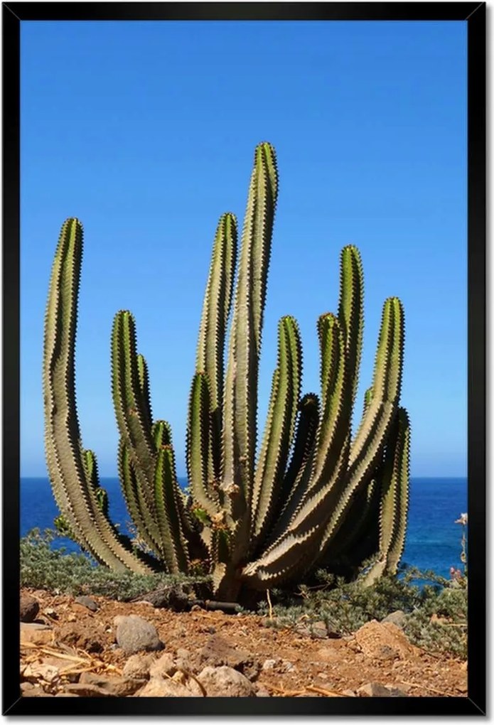 Poszterek keretben 40x60 Kaktusz a természetben Kilátás