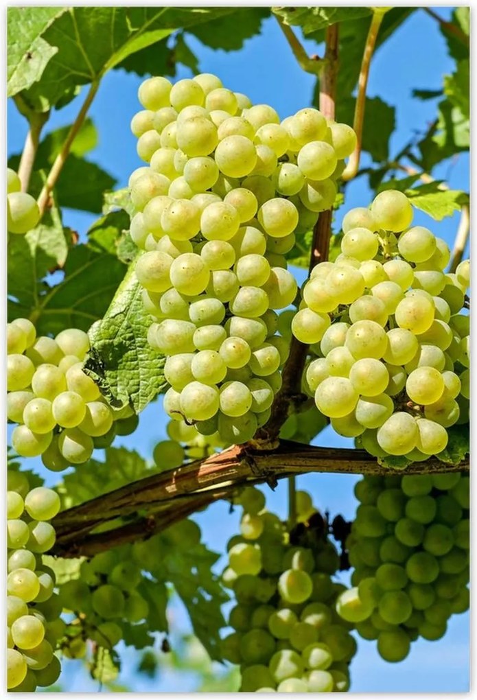 Poszterek 135x200 Zöld szőlő