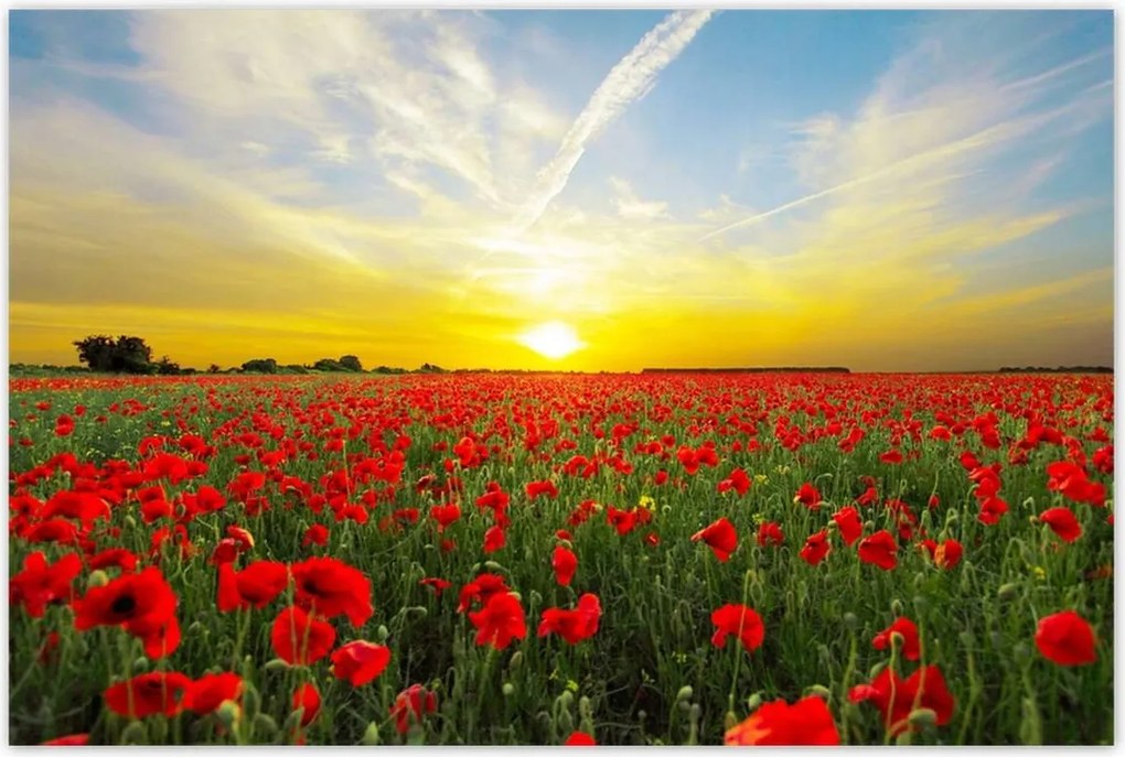 Poszterek 120x80 Pipacsok mező nyugattal