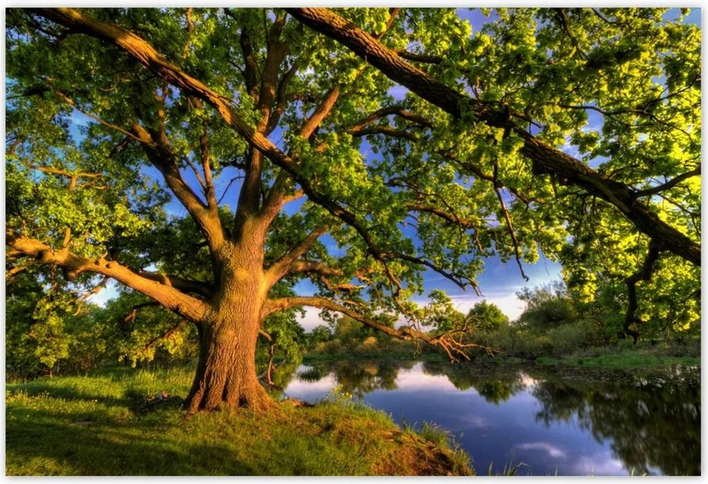 Poszterek 200x135 Tölgy a croissant-ban Nyugat