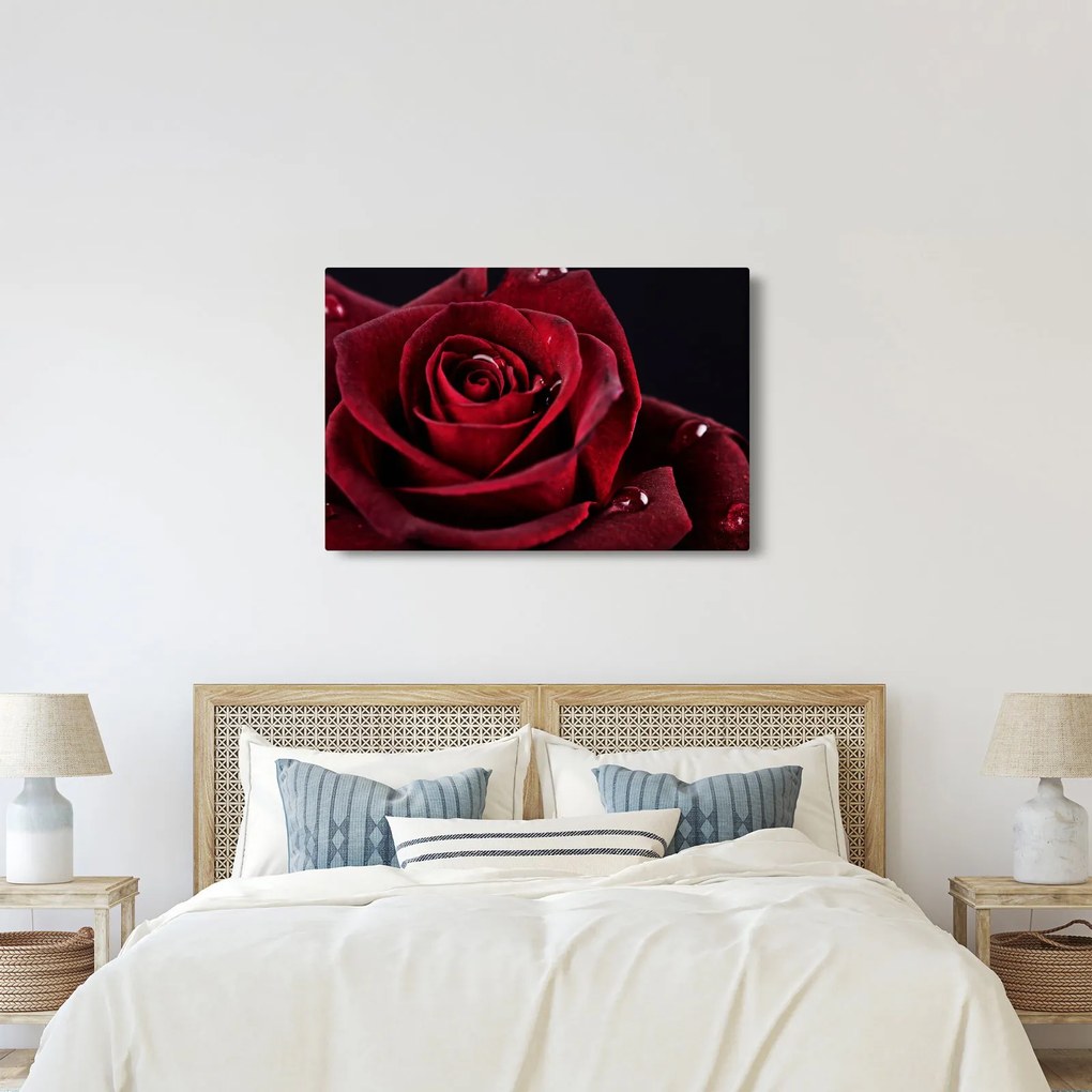 Kép - Vörös rózsa (90x60 cm)