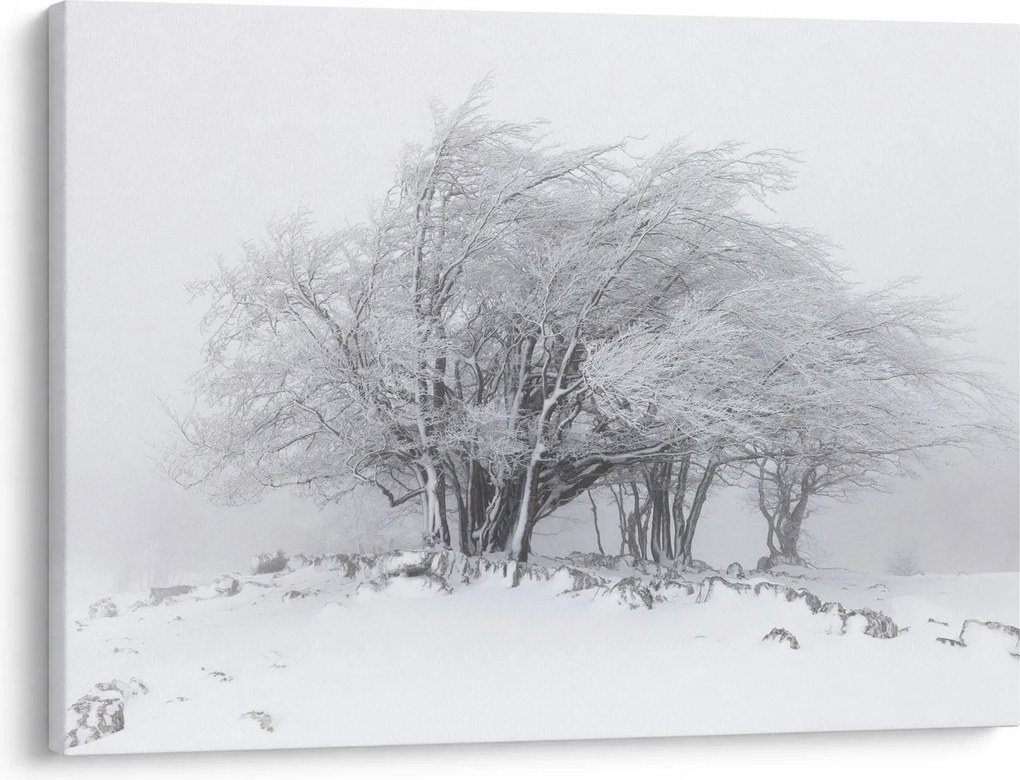 Kép - fehér tél (70x50 cm)