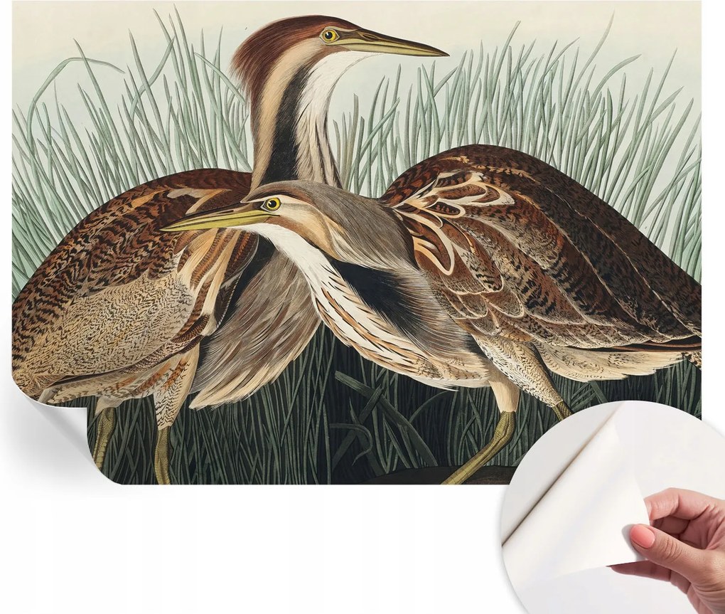 Divatos öntapadós fali tapéta Madarak realisztikus 208x146 cm