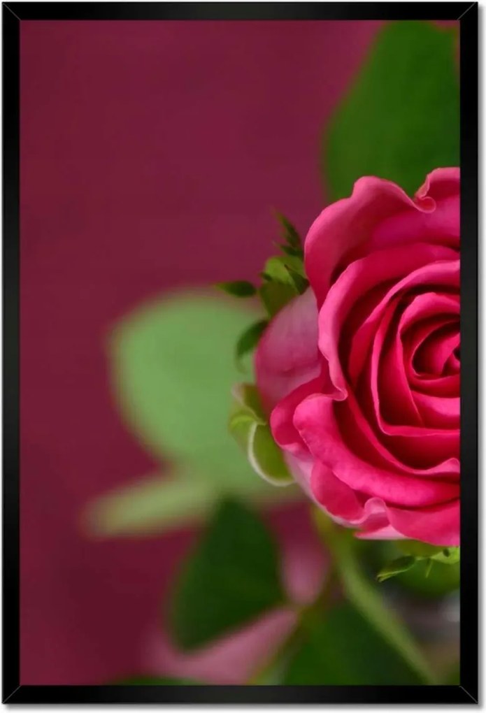 Poszterek keretben 40x60 Rózsa lila alapon