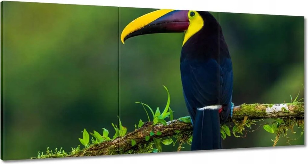 Vászonkép 180x90 Madarak