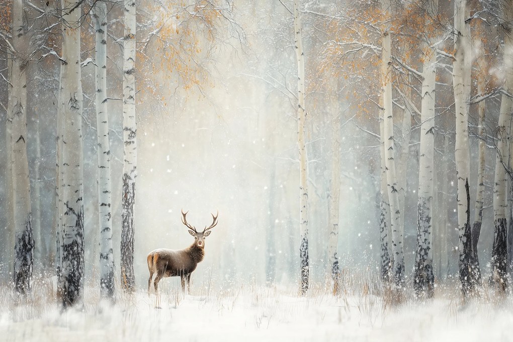 Fotótapéta Flizelina Erdő Nyírfák Szarvas Tél Hó 254x184 ragasztó