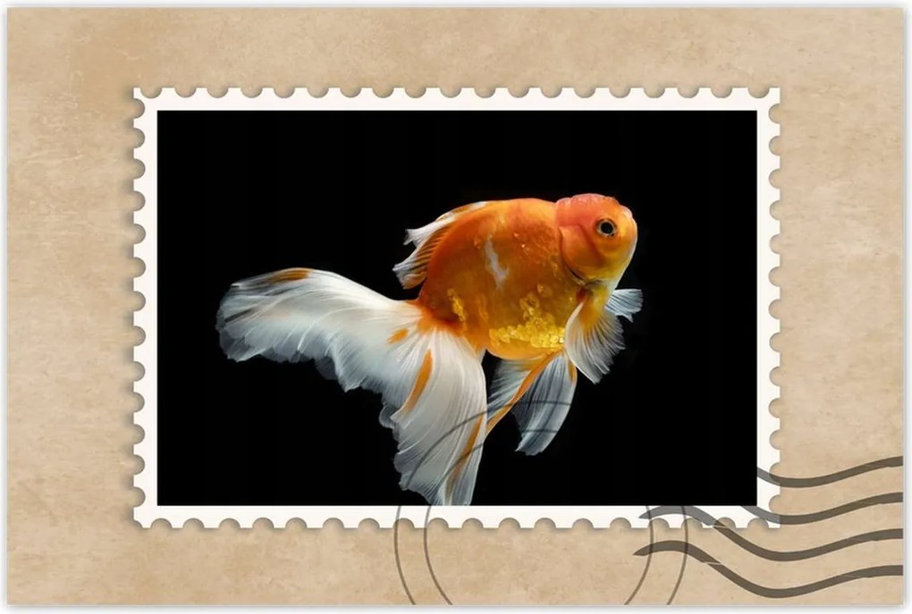 Poszterek 90x60 Gyönyörű aranyhal fátyol