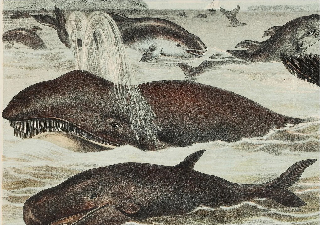 Matt Fotótapéta Flizelin Falra Tengeri lények 208x146 Ragasztó