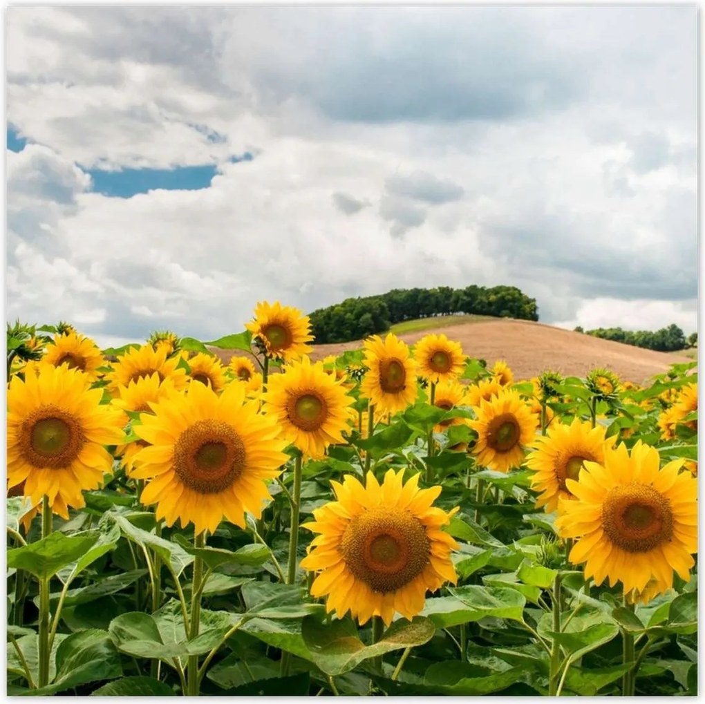 Poszterek 140x140 Tájkép napraforgókkal