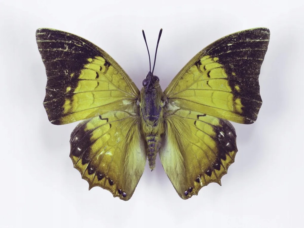 Poszter 40x30cm Pillangó fehér alapon 7, Assaf Frank