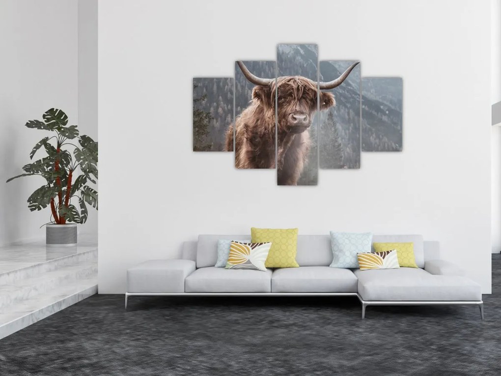 Kép - Highlander tehén (150x105 cm)