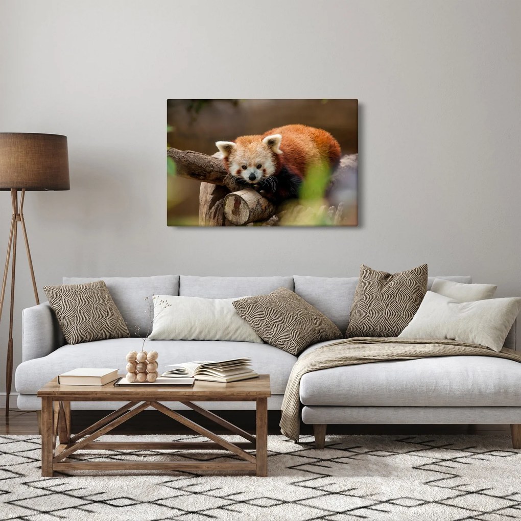 Vörös panda képe (90x60 cm)