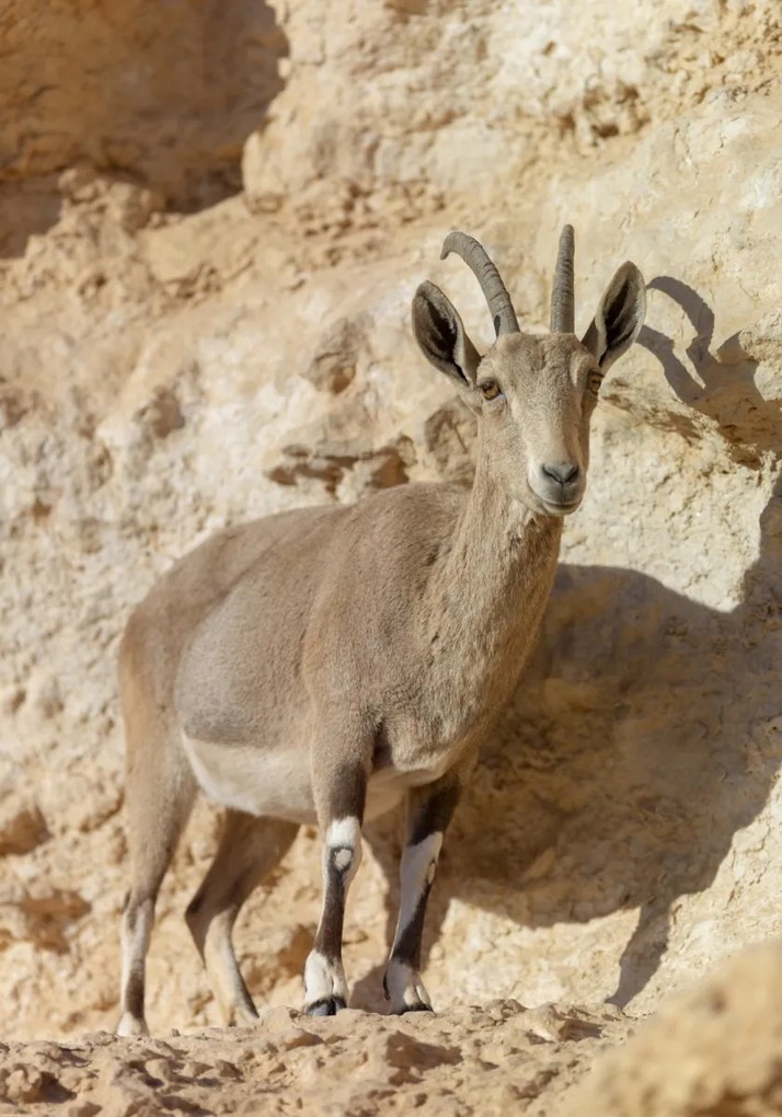 Poszter 70x100cm Nubiana Ibex 7, Assaf Frank