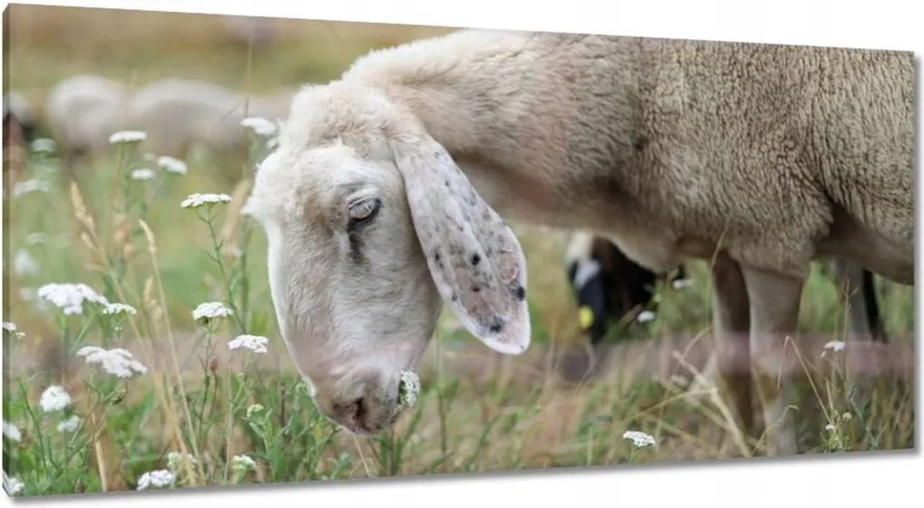 Vászonkép 115x55 Bárány a legelőn