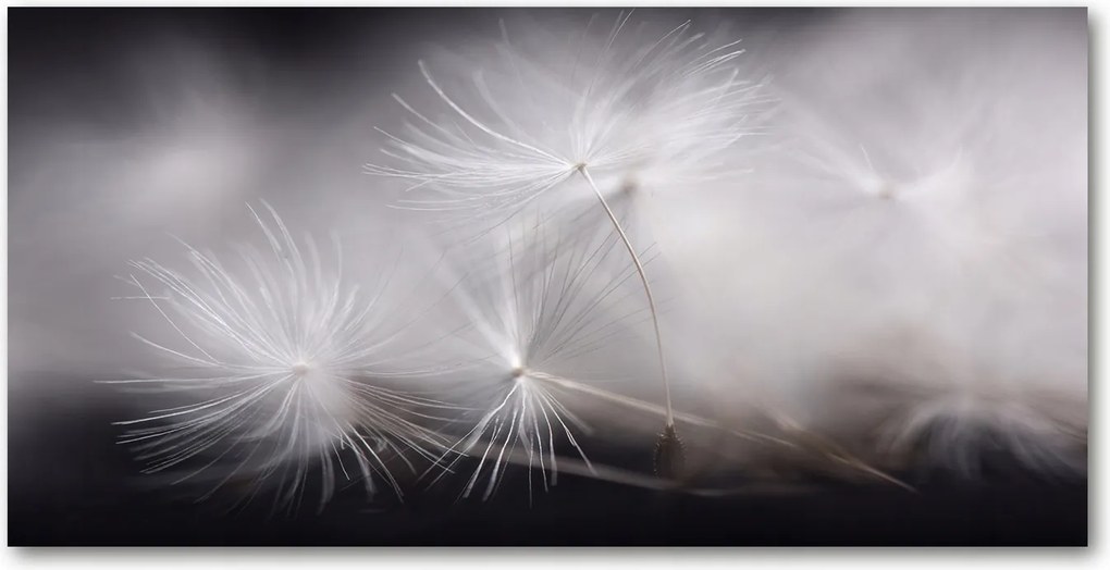 Konyhai panel Pitypang mag 120x60 cm Ragasztó