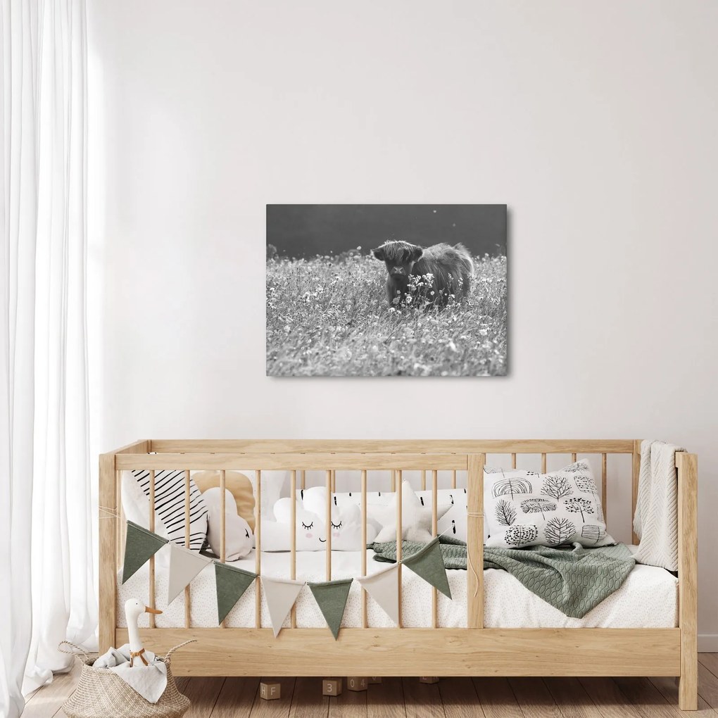 Kép - Skót tehén 5, fekete-fehér (70x50 cm)