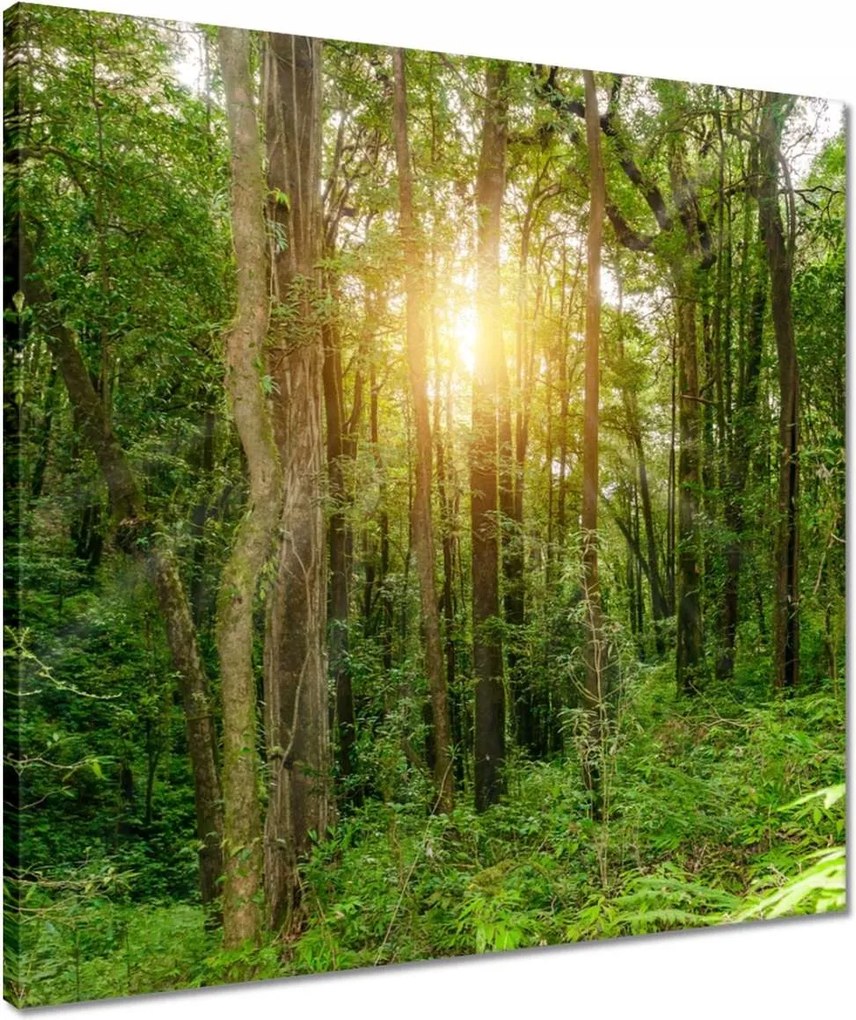 Vászonkép 50x50 Tájkép park