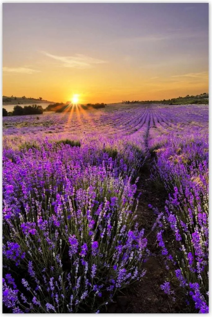 Poszterek 80x120 Levendula tájkép Nap