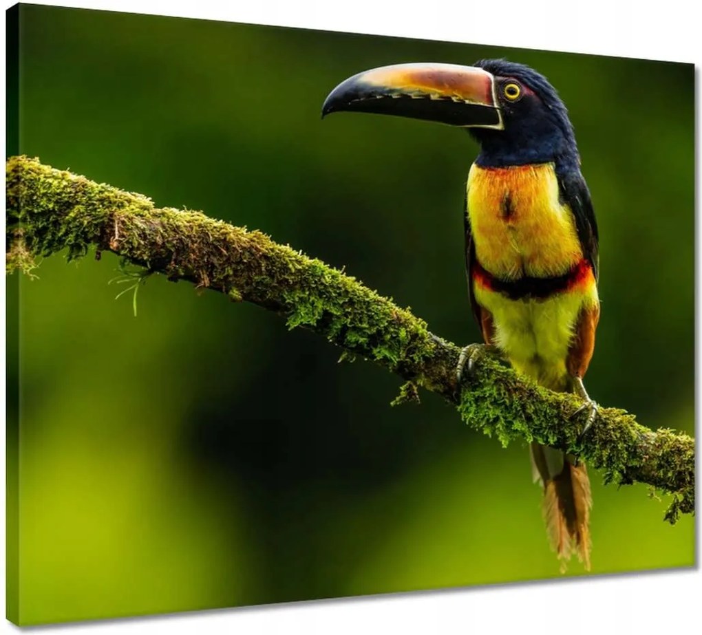 Vászonkép 50x40 Madarak