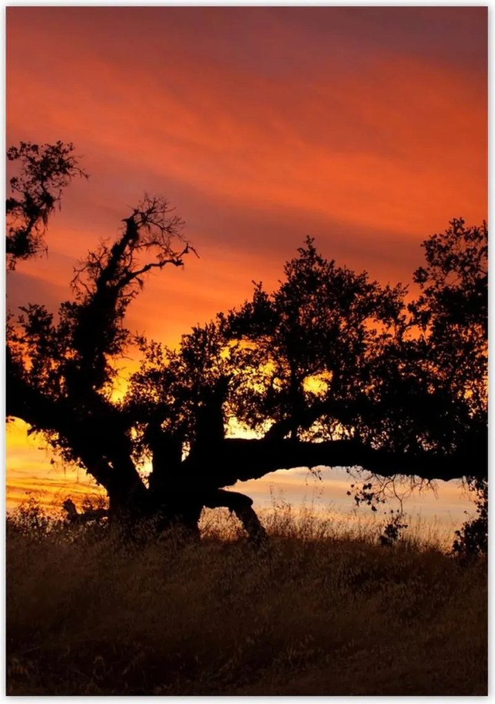 Poszterek 70x100 Afrikai tájkép