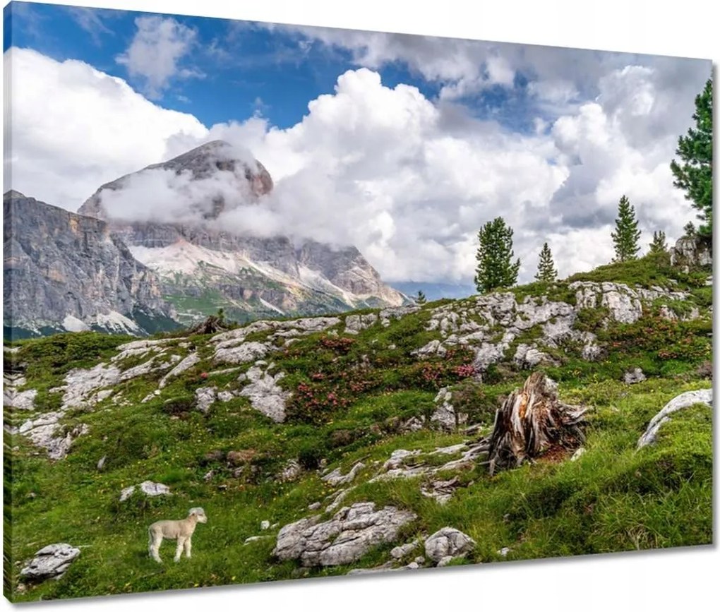 Vászonkép 80x60 Bárány a hegyekben Kilátás