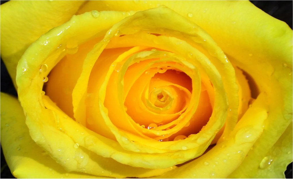 Fotótapéta Sárga rózsa harmatcseppekben nap bársony 200x140 +ragasztó