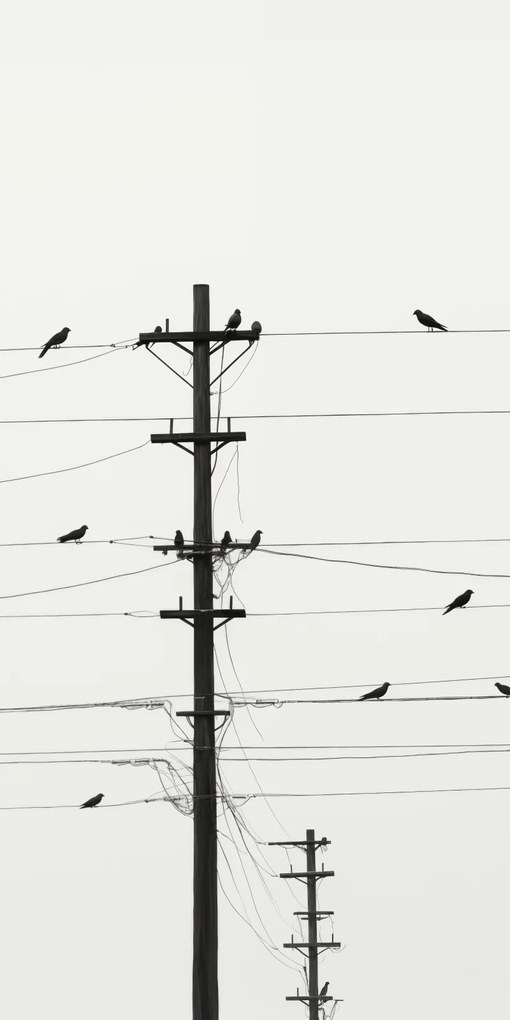 Poszter 50x100cm Szimfónia a drótokon