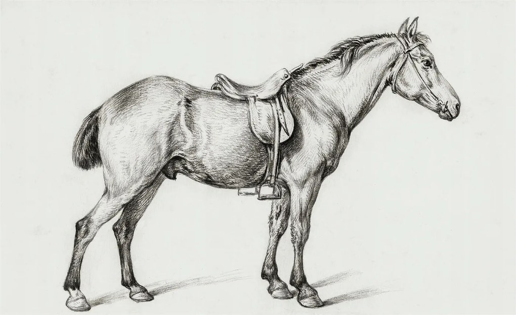 Flizelin fotótapéta Flizelin Design Ló vázlat 416x254 Ragasztó