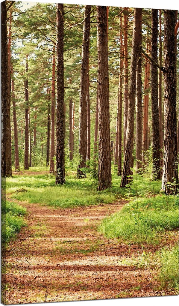 Vászonkép Ösvény az erdőben Fák Természet 70x120 cm