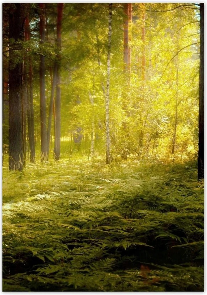 Poszterek 70x100 Napfelkelte az erdőben