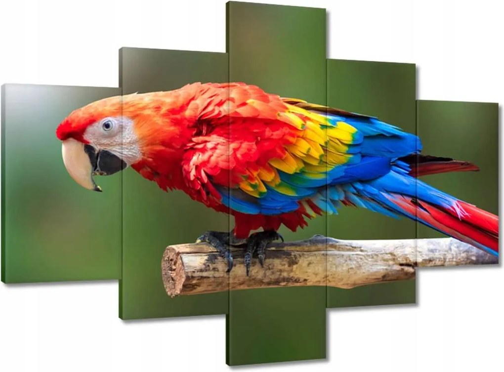 Vászonkép 100x70 Színes papagáj